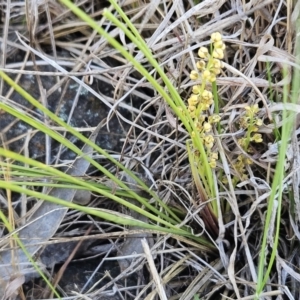 Lomandra filiformis subsp. coriacea at Belconnen, ACT - 14 Oct 2023