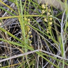 Lomandra filiformis subsp. coriacea at Belconnen, ACT - 14 Oct 2023