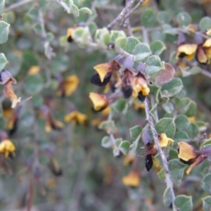 Bossiaea rhombifolia at Windellama, NSW - 27 Sep 2023