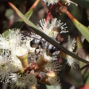 Megachile semiluctuosa at Murrumbateman, NSW - 19 Oct 2023