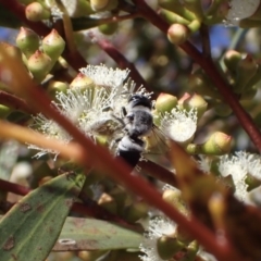 Megachile semiluctuosa at Murrumbateman, NSW - 19 Oct 2023