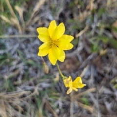 Goodenia pinnatifida (Scrambled Eggs) at Lake Ginninderra - 19 Oct 2023 by CattleDog