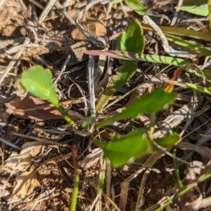 Goodenia pinnatifida at Belconnen, ACT - 19 Oct 2023