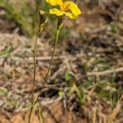 Goodenia pinnatifida at Belconnen, ACT - 19 Oct 2023