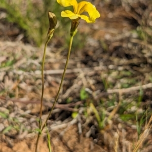 Goodenia pinnatifida at Belconnen, ACT - 19 Oct 2023