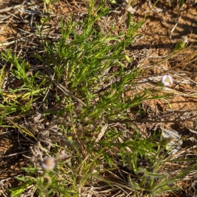 Vittadinia muelleri (Narrow-leafed New Holland Daisy) at Lake Ginninderra - 19 Oct 2023 by CattleDog