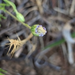 Vittadinia muelleri at Belconnen, ACT - 19 Oct 2023