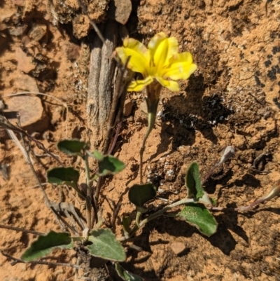 Goodenia hederacea subsp. hederacea (Ivy Goodenia, Forest Goodenia) at Belconnen, ACT - 19 Oct 2023 by CattleDog