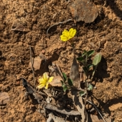 Goodenia hederacea subsp. hederacea at Belconnen, ACT - 19 Oct 2023 05:27 PM