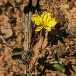 Goodenia hederacea subsp. hederacea at Belconnen, ACT - 19 Oct 2023