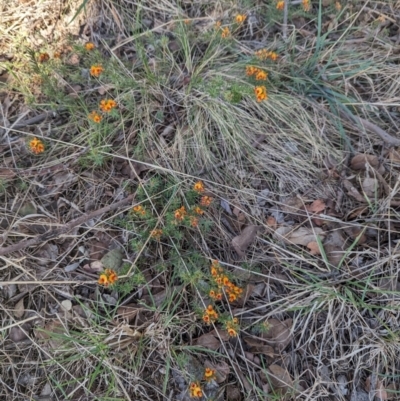 Pultenaea subspicata (Low Bush-pea) at Belconnen, ACT - 19 Oct 2023 by CattleDog