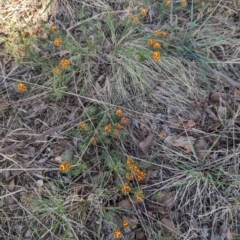 Pultenaea subspicata (Low Bush-pea) at Belconnen, ACT - 19 Oct 2023 by CattleDog