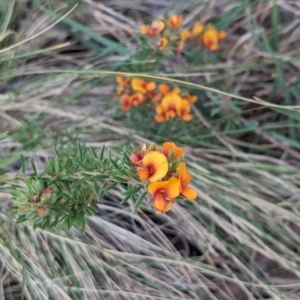 Pultenaea subspicata at Belconnen, ACT - 19 Oct 2023