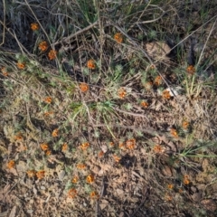 Pultenaea subspicata at Belconnen, ACT - 19 Oct 2023