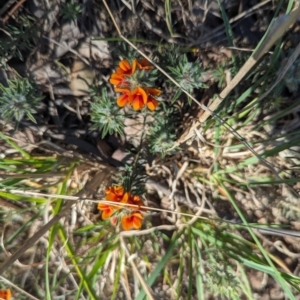 Pultenaea subspicata at Belconnen, ACT - 19 Oct 2023