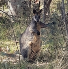 Wallabia bicolor (Swamp Wallaby) at Gungahlin, ACT - 8 Oct 2023 by HappyWanderer