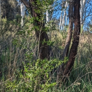 Ligustrum sinense at Belconnen, ACT - 19 Oct 2023