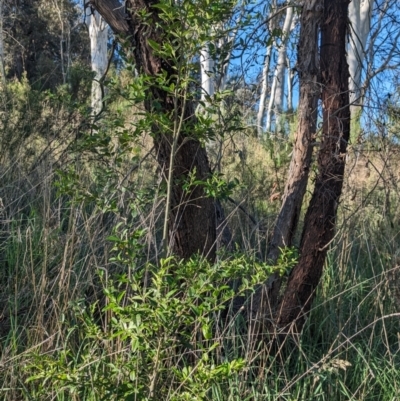 Ligustrum sinense (Narrow-leaf Privet, Chinese Privet) at Lake Ginninderra - 19 Oct 2023 by CattleDog