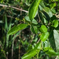 Ligustrum sinense at Belconnen, ACT - 19 Oct 2023