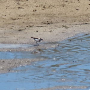 Charadrius melanops at Gordon, ACT - 19 Oct 2023