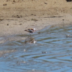 Charadrius melanops at Gordon, ACT - 19 Oct 2023 01:53 PM