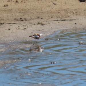 Charadrius melanops at Gordon, ACT - 19 Oct 2023