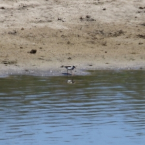 Charadrius melanops at Gordon, ACT - 19 Oct 2023 01:53 PM