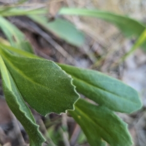 Goodenia pinnatifida at Belconnen, ACT - 19 Oct 2023