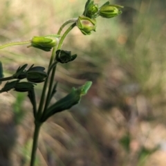 Goodenia pinnatifida at Belconnen, ACT - 19 Oct 2023