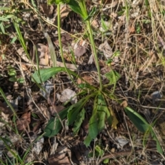 Goodenia pinnatifida at Belconnen, ACT - 19 Oct 2023