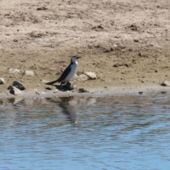 Microcarbo melanoleucos (Little Pied Cormorant) at Gordon, ACT - 19 Oct 2023 by RodDeb