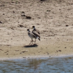 Vanellus miles at Gordon, ACT - 19 Oct 2023 02:03 PM