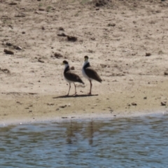 Vanellus miles at Gordon, ACT - 19 Oct 2023 02:03 PM