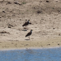 Vanellus miles at Gordon, ACT - 19 Oct 2023 02:03 PM