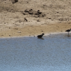 Vanellus miles at Gordon, ACT - 19 Oct 2023 02:03 PM