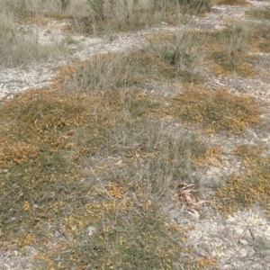 Pultenaea microphylla at Windellama, NSW - 27 Sep 2023 01:05 PM