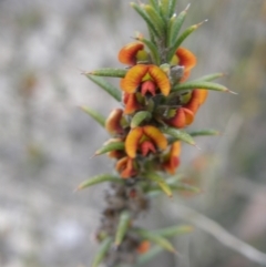 Daviesia acicularis (Sandplain Bitterpea) at Tarago, NSW - 27 Sep 2023 by Handke6