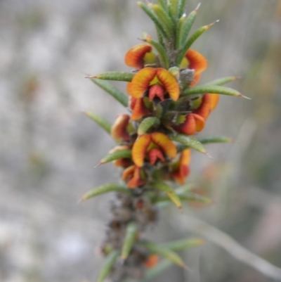 Daviesia acicularis (Sandplain Bitterpea) at Tarago, NSW - 27 Sep 2023 by Handke6