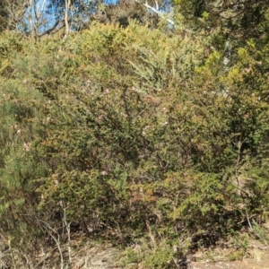 Kunzea parvifolia at Belconnen, ACT - 19 Oct 2023 05:14 PM