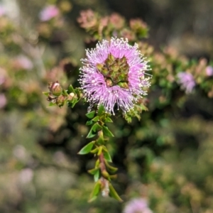 Kunzea parvifolia at Belconnen, ACT - 19 Oct 2023 05:14 PM