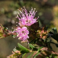 Kunzea parvifolia at Belconnen, ACT - 19 Oct 2023 05:14 PM