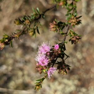 Kunzea parvifolia at Belconnen, ACT - 19 Oct 2023