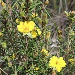 Hibbertia calycina at Belconnen, ACT - 23 Sep 2023