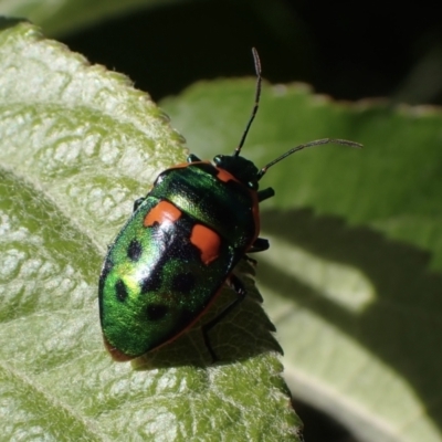 Scutiphora pedicellata (Metallic Jewel Bug) at Murrumbateman, NSW - 19 Oct 2023 by SimoneC