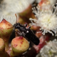 Eleale simplex (Clerid beetle) at Murrumbateman, NSW - 19 Oct 2023 by SimoneC