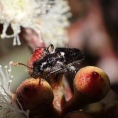 Eleale simplex at Murrumbateman, NSW - 19 Oct 2023