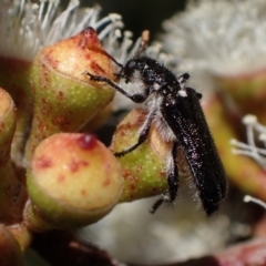 Eleale simplex at Murrumbateman, NSW - 19 Oct 2023