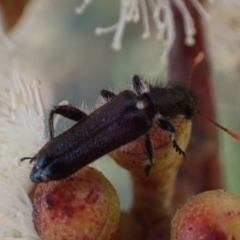 Eleale simplex at Murrumbateman, NSW - 19 Oct 2023