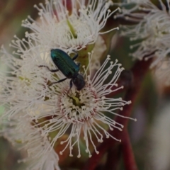 Phlogistus sp. (genus) (Clerid beetle) at Murrumbateman, NSW - 19 Oct 2023 by SimoneC
