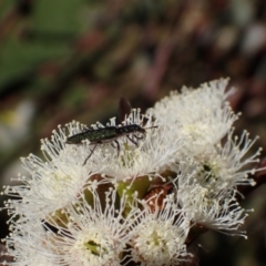 Eleale aspera (Clerid beetle) at Murrumbateman, NSW - 19 Oct 2023 by SimoneC